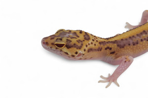 Eublepharis macularius,...