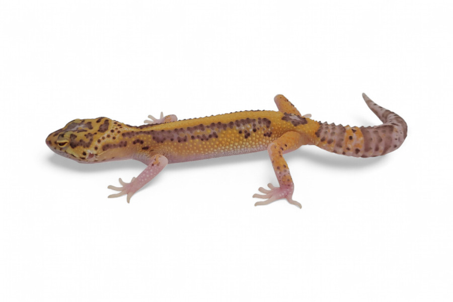 Eublepharis macularius, bell albinos jungle, subadulte