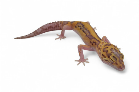 Eublepharis macularius, bell albinos jungle, subadulte