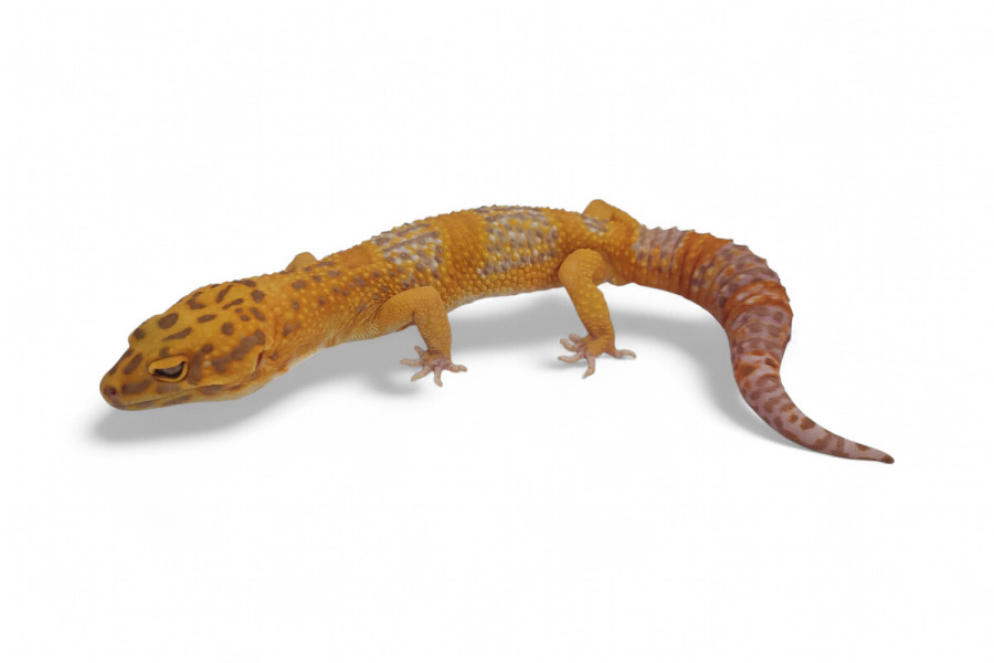 Eublepharis macularius, mandarin bell, adulte