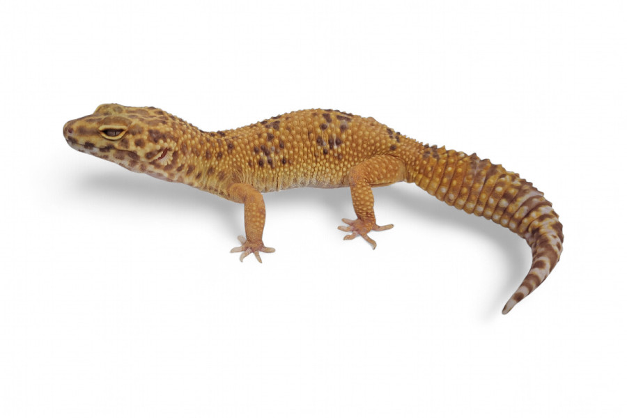 Eublepharis macularius, mandarin tremper, adulte