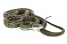 Elaphe climacophora