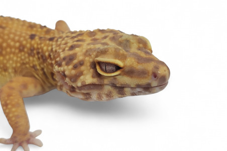 Eublepharis macularius, mandarin tremper, adulte