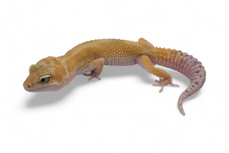 Eublepharis macularius, tremper, sub et adulte