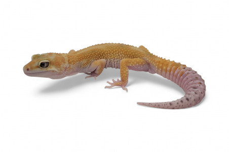 Eublepharis macularius, tremper, sub et adulte
