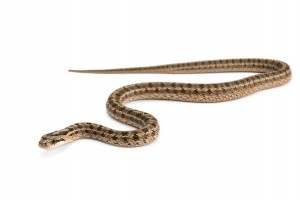 Elaphe dione