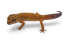 Eublepharis macularius, tangerine, adulte