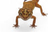 Eublepharis macularius, tangerine, adulte