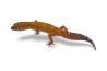 Eublepharis macularius, tangerine, adulte