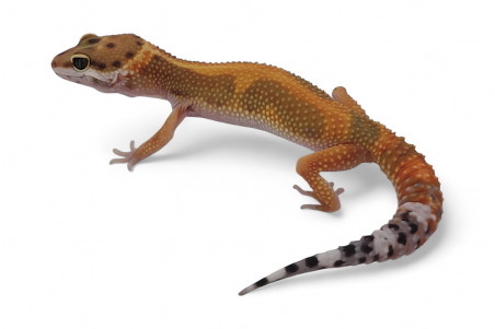 Eublepharis macularius, tangerine jungle, subadulte