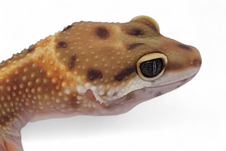 Eublepharis macularius, tangerine jungle, subadulte