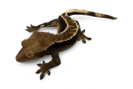 Correlophus (Rhacodactylus) ciliatus, subadultes phasés