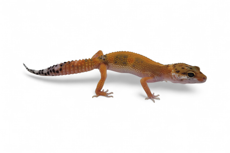 Eublepharis macularius, tangerine jungle, subadulte