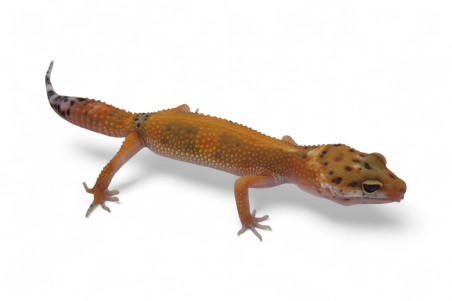 Eublepharis macularius, tangerine jungle, subadulte