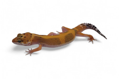 Eublepharis macularius, tangerine jungle, subadulte