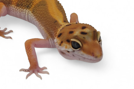 Eublepharis macularius, tangerine jungle, subadulte