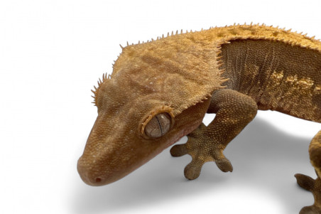 Correlophus (Rhacodactylus) ciliatus, subadultes phasés