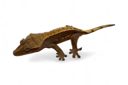 Correlophus (Rhacodactylus) ciliatus, subadultes phasés