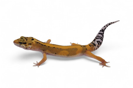 Eublepharis macularius, tangerine jungle, subadulte