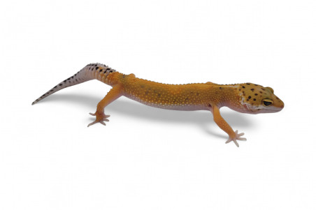 Eublepharis macularius, tangerine jungle, subadulte