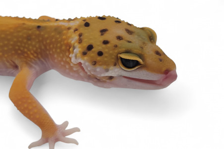 Eublepharis macularius, tangerine jungle, subadulte