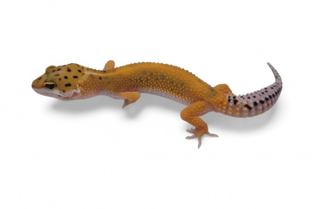 Eublepharis macularius, tangerine jungle, subadulte