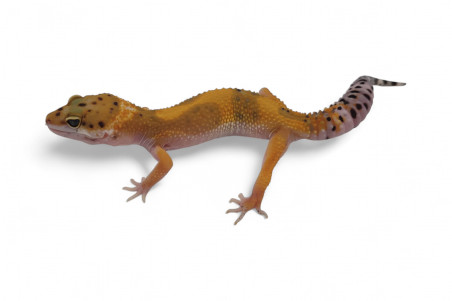 Eublepharis macularius, tangerine jungle, subadulte