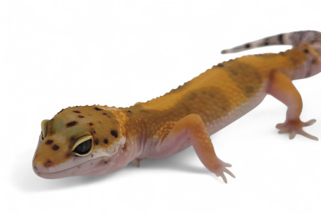 Eublepharis macularius, tangerine jungle, subadulte