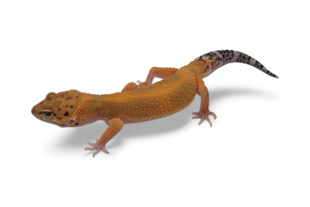 Eublepharis macularius, tangerine jungle, subadulte