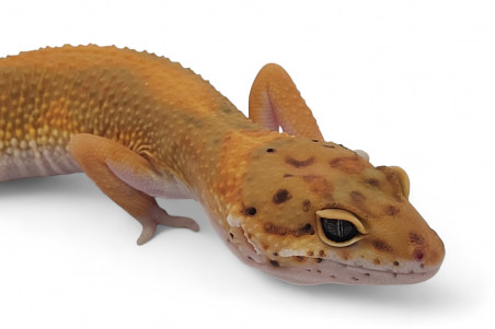 Eublepharis macularius, tangerine jungle, subadulte