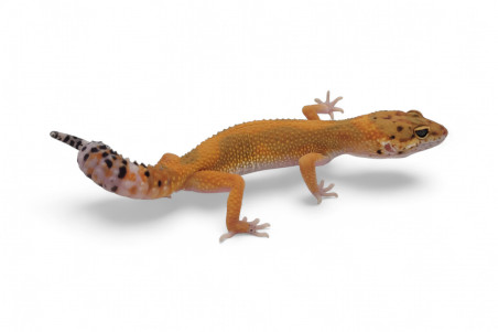 Eublepharis macularius, tangerine jungle, subadulte