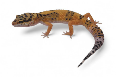 Eublepharis macularius, tangerine jungle, subadulte