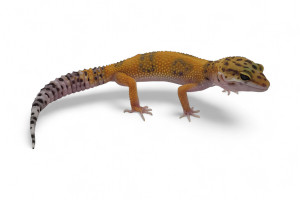 Eublepharis macularius,...