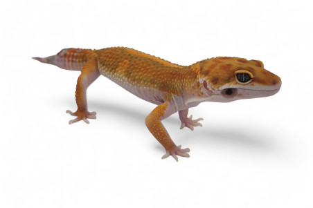 Eublepharis macularius, tangerine jungle, subadulte