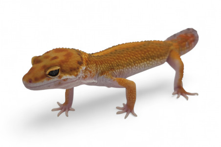 Eublepharis macularius, tangerine jungle, subadulte