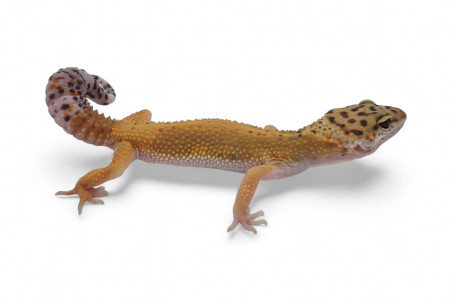 Eublepharis macularius, tangerine jungle, subadulte