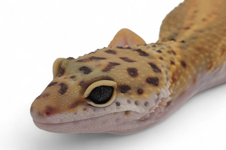 Eublepharis macularius, tangerine jungle, subadulte