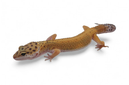 Eublepharis macularius, tangerine jungle, subadulte