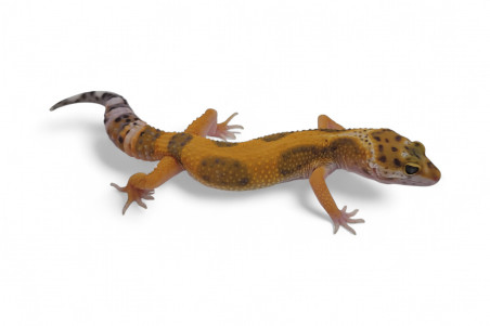 Eublepharis macularius, tangerine jungle, subadulte