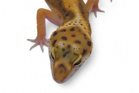 Eublepharis macularius, tangerine jungle, subadulte