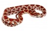 Pantherophis guttatus, 2023