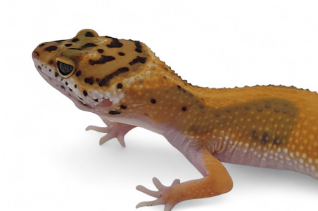 Eublepharis macularius, tangerine jungle, subadulte