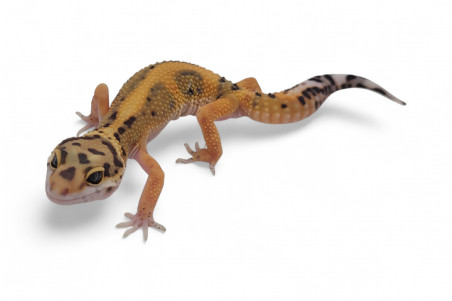 Eublepharis macularius, tangerine jungle, subadulte