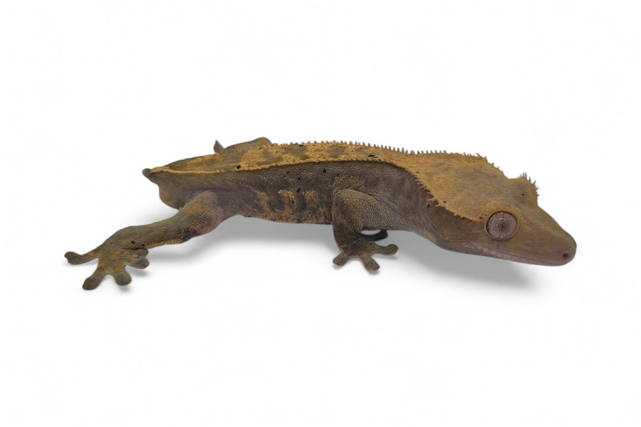 Correlophus (Rhacodactylus) ciliatus, sans queue
