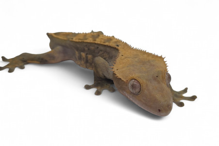 Correlophus (Rhacodactylus) ciliatus, sans queue