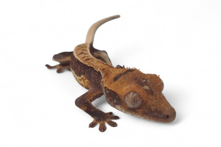 Correlophus (Rhacodactylus) ciliatus, bébé, phasé