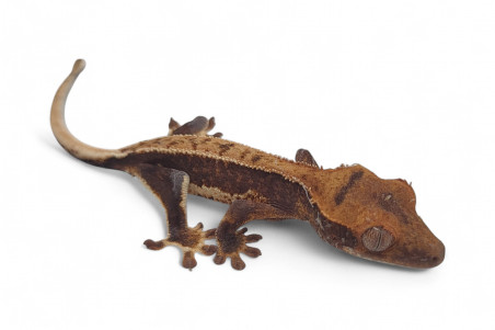 Correlophus (Rhacodactylus) ciliatus, bébé, phasé