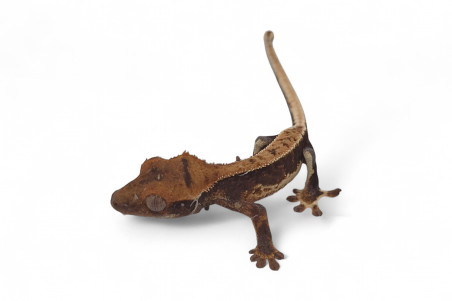 Correlophus (Rhacodactylus) ciliatus, bébé, phasé