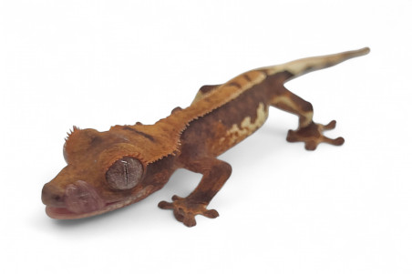 Correlophus (Rhacodactylus) ciliatus, bébé, phasé