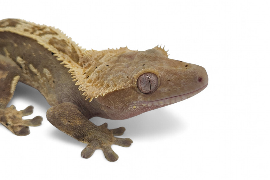 Correlophus (Rhacodactylus) ciliatus, subadultes phasés